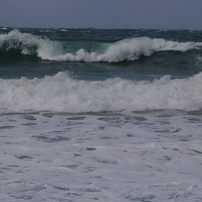 海獅子