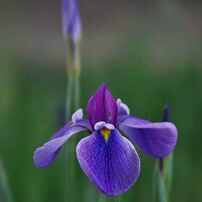 KONICA MINOLTA(コニカミノルタ)のレンズ STF 135mm F2.8 [T4.5