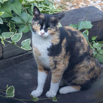 野良猫さん達２