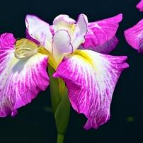 花菖蒲七変化ー１