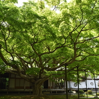 TAMRON(タムロン)のレンズ SP AF 28-75mm F/2.8 XR Di LD