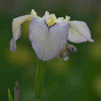 【美品】MINOLTA STF 135mm F2.8 T4.5 ミノルタ Minolta STF 135mm f/2.8 T4.5 - Wikipedia