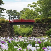 小田原城址公園の紫陽花と花菖蒲