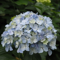 紫陽花8