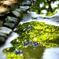 雨の写真 画像 写真集 写真共有サイト Photohito