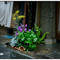 「商店街の花」小江戸川越散歩399