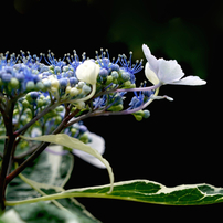 写真エッセイ：Blueの世界がにぎやかになった