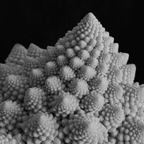 COSINA(コシナ)のレンズ Carl Zeiss Makro-Planar T* 2/50 ZK で撮影