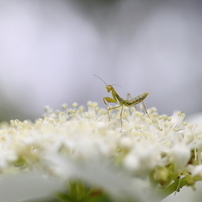 カマキリの写真 画像 写真集 写真共有サイト Photohito