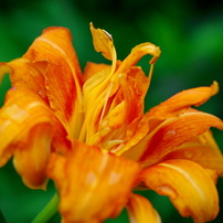 シグマ50ｆ2.8EXマクロαミノルタα ミノルタ Minolta AF Macro 50mm F2.8 Sony Aマウント – Natural