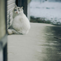 COSINA(コシナ)のレンズ フォクトレンダー NOKTON 58mm F1.4 SLII (ﾍﾟﾝﾀｯｸｽKA) で撮影した写真(画像)一覧-  写真共有サイト:PHOTOHITO