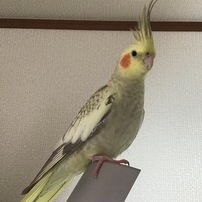 オカメインコ ペットの情報 価格 Com