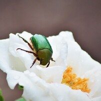 生き物たち