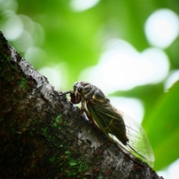 セミの写真 画像 写真集 写真共有サイト Photohito