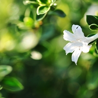 Serissa japonicafu