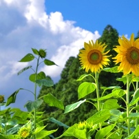 夏の花の写真 画像 写真集 写真共有サイト Photohito