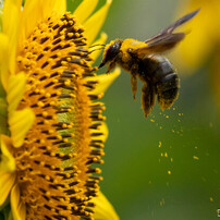 蜂の写真 画像 写真集 写真共有サイト Photohito