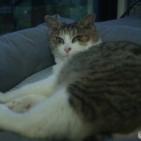 オールドレンズで　きんちゃん（猫）