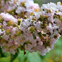 花・果実－６：庭園・公園・野山