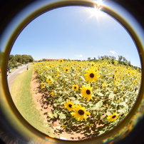 LENSBABY(レンズベビー)のレンズ レンズベビー サーキュラー