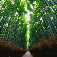 早朝・嵐山散歩