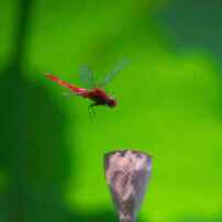 t*y様 作例付き　カールツァイス　300mm F4 MMJ 管mpr CONT t*y様 作例付き カールツァイス 300mm F4 MMJ 管mpr CONT t*