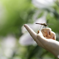 虫 昆虫の写真 画像 写真集 写真共有サイト Photohito