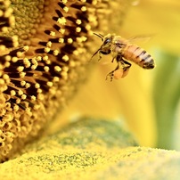 蜂の写真 画像 写真集 写真共有サイト Photohito