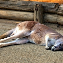 動物写真ー10