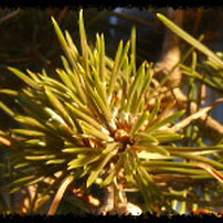 FUJIFILM(富士フイルム)のデジタルカメラDS-20 で撮影した写真(画像