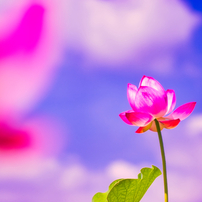 ・・・⭐︎夏の花⭐︎・・・