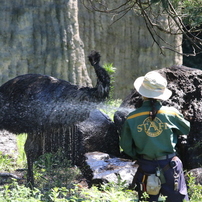 動物園の鳥たちー11