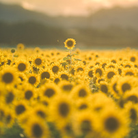 夏の花の写真 画像 写真集 写真共有サイト Photohito