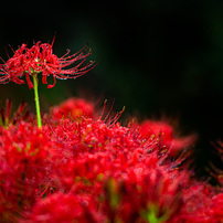 彼岸花の写真 画像 写真集 写真共有サイト Photohito