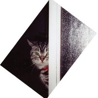 とむというねこ
