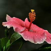 今日もまた雨