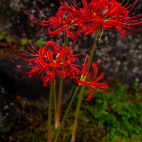 レンズ(単焦点) Cosina Carl Zeiss 1.4/35 Distagon ZE EF Zeiss 35mm f/1.4 Classic Lens Review