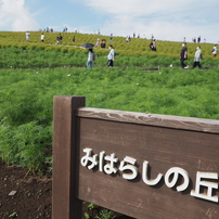 緑のコキア　ひたち海浜公園