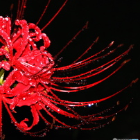 美品　Canon　PowerShot SX1IS　撮影例有　c613e280dd 71a1o794wwL._UF350,350_QL80_.jpg