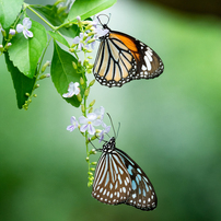 蝶の写真 画像 写真集 写真共有サイト Photohito