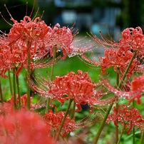 2020夏の花②