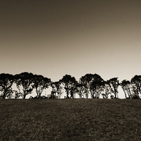 Horizontal Trees