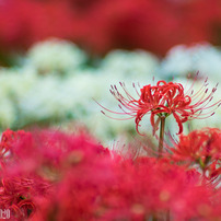 彼岸花の写真 画像 写真集 写真共有サイト Photohito