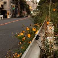 日暮れの散歩道 －３