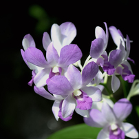 SIGMA(シグマ)のレンズ APO 50-150mm F2.8 EX DC OS HSM [ニコン用] で