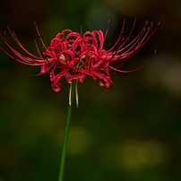 NIKON(ニコン)のレンズ Ai Nikkor ED 400mm F2.8S(IF) で撮影した写真