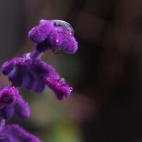 生誕