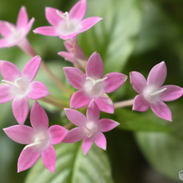 我が家の花