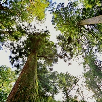 箱根山麓深森散歩