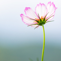 心の花たち